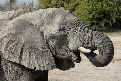 detailní fotografie, slon, botswana, chobe, zvířat, zvíře, zvířata ve volné přírodě, savec, jednoho zvířete, část těla zvířete, zvířecí kmen, slon africký, nikdo, safari, boční pohled, obratlovců, zaměřit se na popředí, den, Příroda, strom, venku, zvířecí hlavy, býložravý, zobrazení profilu, prach, pití, 4K, CC0, veřejná doména, bez autorských práv