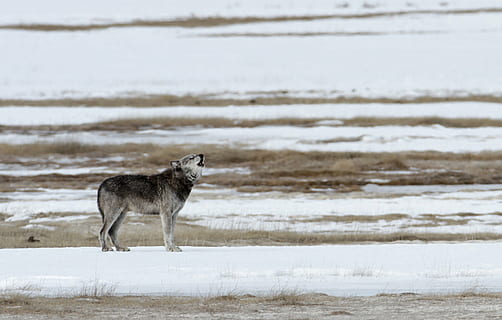 negre, gris, llop, durant el dia, aullar, solitari, depredador, neu, vida salvatge, naturalesa, salvatge, lupus, mirant, pell, retrat, a l'aire lliure, pelut, fixa't, caçador, hivern, fred, Yellowstone, Parc Nacional, wyoming, EUA, un animal, animal, temes d'animals, aigua, fauna animal, animals a la natura, gos, cap gent, mamífer, longitud completa, dia, vertebrats, terra, caní, vista lateral, nacional, animals domèstics, 1080P, CC0, domini públic, lliure de regalies