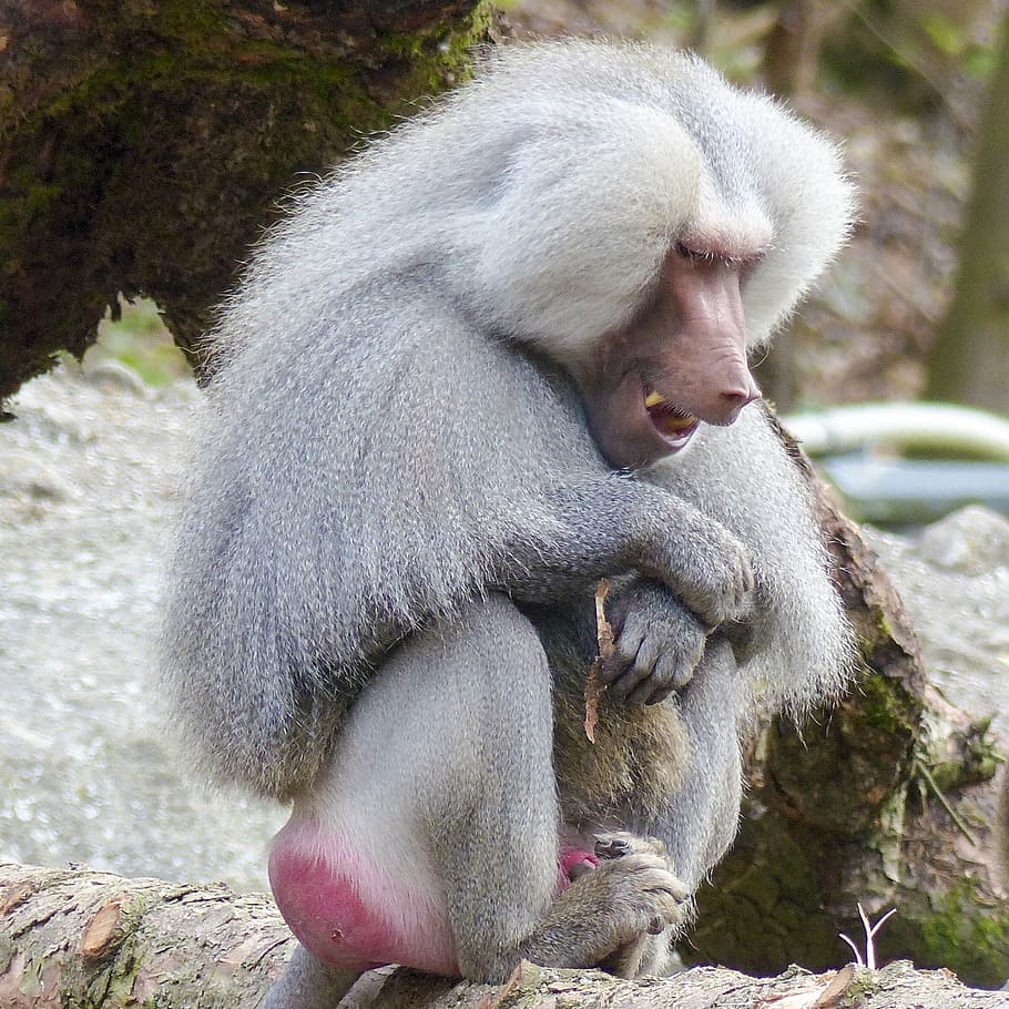 hamadryas babuino, mico, babuí, papio hamadryas, sud-est africà, animal, mamífer, mico del vell món, vida salvatge, naturalesa, primat, tropical, pelut, assegut, fauna animal, animals a la natura, un animal, vertebrats, cap gent, dia, centrar-se en primer pla, a l'aire lliure, mirant, longitud completa, rock, 1080P
