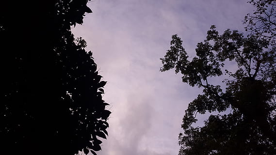faible, photographie d'angle, silhouette, des arbres, calme, ciel, rétro-éclairé, des nuages, Aube, crépuscule, brouillard, tir faible angle, la nature, en plein air, scénique, arbre, plante, faible angle de vue, nuage - ciel, beauté dans la nature, croissance, personne, tranquillité, paysages - nature, journée, scène non urbaine, branche, scène tranquille, section haute, conifère, canopée, 4K, CC0, domaine public, libre de droits