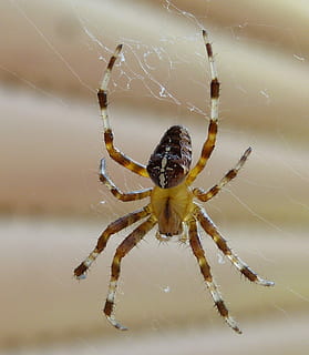 Spinne, Insekt, Spinne, Insekt, Spinnennetz, ein Tier, Tierthemen, Tierbein, Tierwelt, Spinnentier, Gliederfüßer, wirbellos, Nahansicht, Tier, Zerbrechlichkeit, Tiere in freier Wildbahn, Fokus auf den Vordergrund, Tag, Zoologie, Natur, keine Leute, draußen, giftig, 2K, CC0, gemeinfrei, lizenzfrei