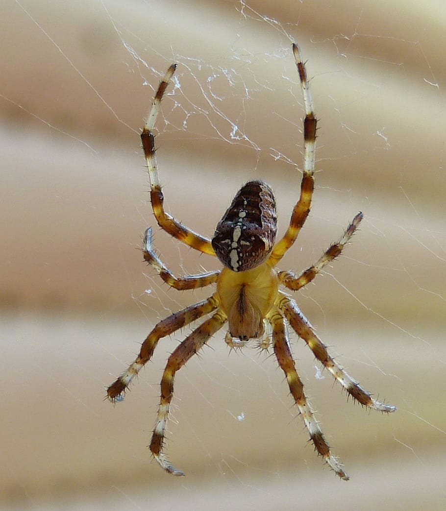 Spinne, Insekt, Spinne, Insekt, Spinnennetz, ein Tier, Tierthemen, Tierbein, Tierwelt, Spinnentier, Gliederfüßer, wirbellos, Nahansicht, Tier, Zerbrechlichkeit, Tiere in freier Wildbahn, Fokus auf den Vordergrund, Tag, Zoologie, Natur, keine Leute, draußen, giftig, 2K