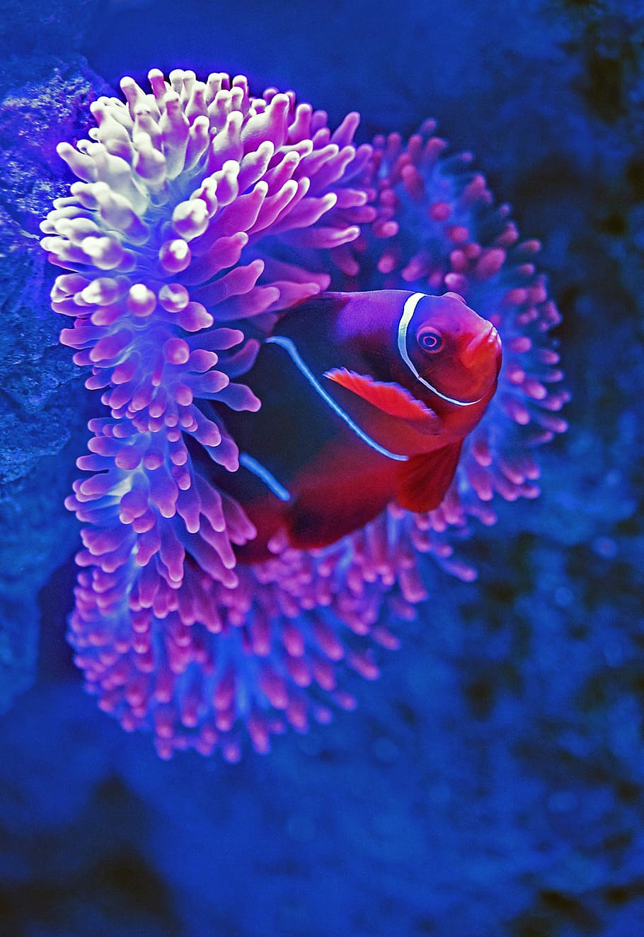 vermell, peix, al costat, rosa, coral, sota l'aigua, fotografia, aigua, mar, oceà, peix pallasso, bellesa a la natura, naturalesa, submarí, animal, la vida marina, fauna animal, temes d'animals, animals a la natura, primer pla, marí, flor, un animal, vulnerabilitat, fragilitat, planta amb flors, cap gent, porpra, 4K