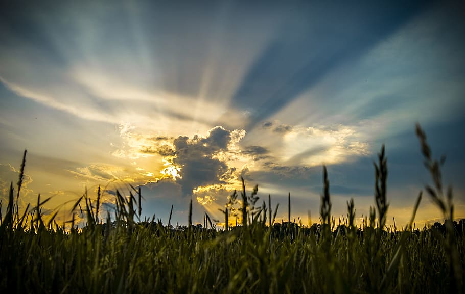 fotografia di silhouette, verde, campo, d'oro, ora, nube, sole, cielo, cielo serale, raggio di sole, luce, tramonto, abendstimmung, prato, sole della sera, umore, raggi, sole al tramonto, nuvola - cielo, bellezza nella natura, pianta, natura, scenics - natura, terra, crescita, la tranquillità, scena tranquilla, nessuno, agricoltura, erba, raccolto, luce del sole, ambiente, paesaggio, scena rurale, all'aperto, 2K