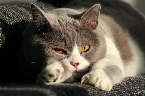 short-furred, gray, white, cat proning, textile, cat, mieze, domestic cat, domestic, animal themes, pets, animal, mammal, domestic animals, feline, one animal, relaxation, portrait, close-up, vertebrate, looking at camera, no people, lying down, furniture, indoors, whisker, animal head, 5K, CC0, public domain, royalty free