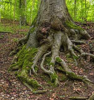 radici degli alberi grigi, radice, albero, foresta, natura, muschio, ceppo, verde, radice dell'albero, vecchio, coperto di vegetazione, legna, Marrone, abbaiare, vecchio albero, tribù, natura selvaggia, radicato, potente, tronco d'albero, nessuno, all'aperto, pianta, terra, tronco, parte vegetale, crescita, giorno, colore verde, la tranquillità, bosco, bellezza nella natura, ambiente, ramo, foresta pluviale, 5K, CC0, dominio pubblico, privo di copyright