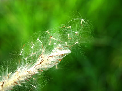 Blume, gedrückt, wild, Stengel, Blatt, Blumen-, Herbst, Garten, Gelb, Sammlung, Pflanze, Frühling, Makro, Rosa, immer noch, Gruppe, isoliert, Dekoration, Blütenblatt, Jahreszeit, eben, Zierpflanzen, Strauß, weißer Hintergrund, Klee, Natur, Bild, Detail, trocken, Wachstum, grüne Farbe, Gras, Nahansicht, Fokus auf den Vordergrund, Schönheit in der Natur, keine Leute, Tag, Landwirtschaft, Ernte, Zerbrechlichkeit, Verletzlichkeit, draußen, Ruhe, ländliche Szene, Getreidepflanze, selektiver Fokus, Feld, Land, Löwenzahnsamen, 2K, CC0, gemeinfrei, lizenzfrei
