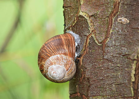 Schnecke, Schale, Baum, Regen, die Kreation von, Jakobsmuschel, Muschel, Makro, Nahansicht, Natur, Spiral-, gebogen, Garten, Fauna, Winniczek, Tierwelt, Baumstamm, Kofferraum, Tier, wirbellos, Tierthemen, Fokus auf den Vordergrund, Weichtier, Tiere in freier Wildbahn, Gastropode, ein Tier, Pflanze, keine Leute, Tag, Tierhülle, draußen, kriechen, Borke, 4K, CC0, gemeinfrei, lizenzfrei