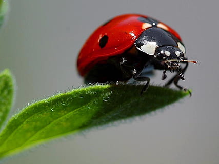 สีแดง, เต่าทอง, สีเขียว, ใบไม้, ใกล้ชิด, การถ่ายภาพ, แมโคร, ladybugs, เป็นโรคจิต, แมลง, สัตว์, สัตว์ที่ไม่มีกระดูกสันหลัง, ส่วนของพืช, ธีมสัตว์, ด้วง, สัตว์ป่า, สัตว์หนึ่งตัว, สัตว์ในป่า, ไม่มีคน, เลือกโฟกัส, ธรรมชาติ, ปลูก, สตูดิโอยิง, เล็ก, 720P, CC0, โดเมนสาธารณะ, ค่าลิขสิทธิ์ฟรี