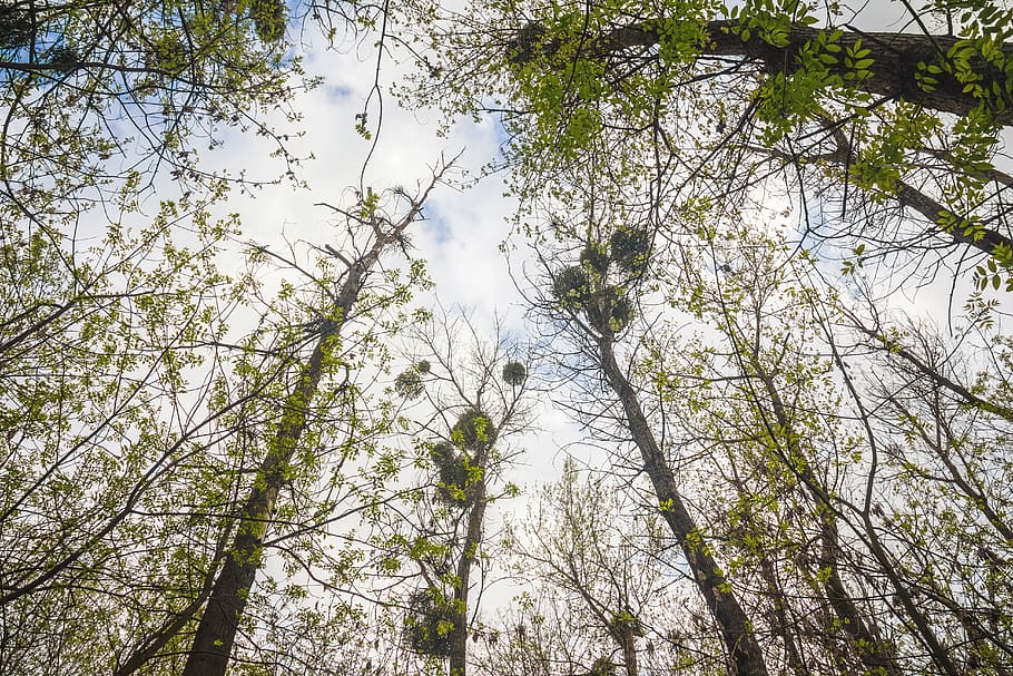 foresta, albero, alberi, natura, verde, legna, all'aperto, selvaggio, ecologia, parco, hdr, alberi forestali, ambiente, eco, primavera, naturale, estate, pianta, Inquadratura dal basso, terra, ramo, crescita, la tranquillità, nessuno, bellezza nella natura, bosco, cielo, giorno, fotogramma intero, tronco d'albero, tronco, colore verde, scena non urbana, baldacchino di albero, bosco di pini, direttamente sotto, bambù - pianta, albero di conifere, 5K