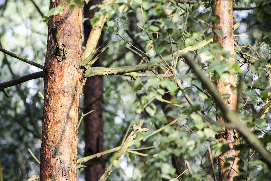 albero, foresta, tronco, la corteccia, rami, fogliame, konary, pianta, crescita, giorno, natura, nessuno, concentrarsi sulle conoscenze acquisite, ramo, terra, tronco d'albero, la tranquillità, avvicinamento, messa a fuoco selettiva, all'aperto, bellezza nella natura, parte vegetale, colore verde, Inquadratura dal basso, lichene, 5K