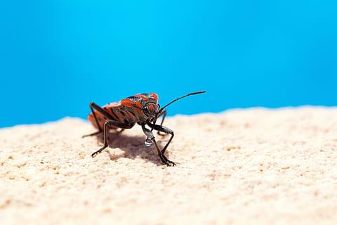 vermell, I, negre, bug de squash, (canyella, error), taronja, insecte, beix, panell, error, error de canyella, antena, primer pla, detall, borrós, f / 2.8, f2.8, 2.8, 105 mm, sigma, canó 6d, cànon, macro, gota d'aigua, fauna animal, un animal, invertebrat, animals a la natura, naturalesa, sorra, terra, enfocament selectiu, platja, dia, a l'aire lliure, cap gent, blau, longitud completa, ala dels animals, 4K, CC0, domini públic, lliure de regalies