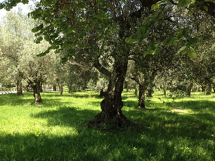ulivi, alberi, estate, natura, sole, Sud, pianta, albero, erba, crescita, colore verde, bellezza nella natura, terra, campo, parco, giorno, luce del sole, la tranquillità, scena tranquilla, paesaggio, nessuno, parco - spazio creato dall'uomo, ambiente, tronco, tronco d'albero, all'aperto, primavera, 2K, CC0, dominio pubblico, privo di copyright