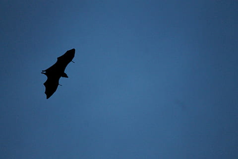 Fledermaus, fliegen, migrieren, fliegend, Tierwelt, Fledermaus, fliegen, hoher Flug, blauer Himmel, Gampola, Vogel, ein Tier, Tiere in freier Wildbahn, Tierthemen, Tier, Wirbeltier, Himmel, Flachwinkelansicht, klarer Himmel, Blau, kopieren sie platz, die Flügel ausbreiten, Silhouette, keine Leute, in der Luft, Natur, draußen, Schönheit in der Natur, Höhe, 4K, CC0, gemeinfrei, lizenzfrei