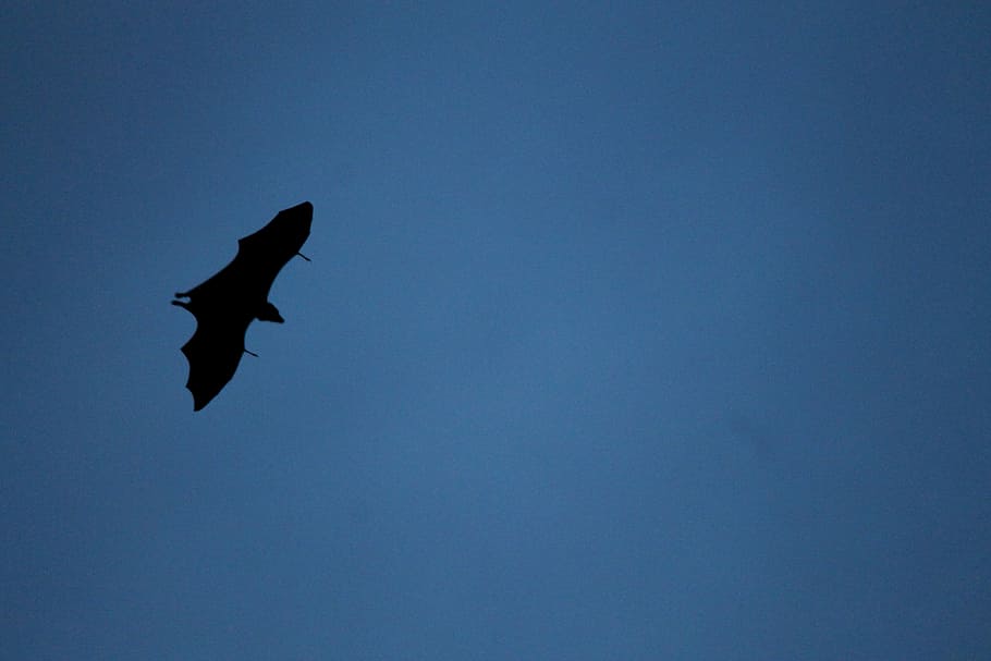Fledermaus, fliegen, migrieren, fliegend, Tierwelt, Fledermaus, fliegen, hoher Flug, blauer Himmel, Gampola, Vogel, ein Tier, Tiere in freier Wildbahn, Tierthemen, Tier, Wirbeltier, Himmel, Flachwinkelansicht, klarer Himmel, Blau, kopieren sie platz, die Flügel ausbreiten, Silhouette, keine Leute, in der Luft, Natur, draußen, Schönheit in der Natur, Höhe, 4K