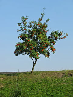 albero, Rowan, natura, estate, colori, cielo blu, pianta, cielo, crescita, bellezza nella natura, campo, terra, la tranquillità, cielo sereno, paesaggio, scena tranquilla, erba, colore verde, scenics - natura, ambiente, giorno, nessuno, scena non urbana, all'aperto, 1080P, CC0, dominio pubblico, privo di copyright
