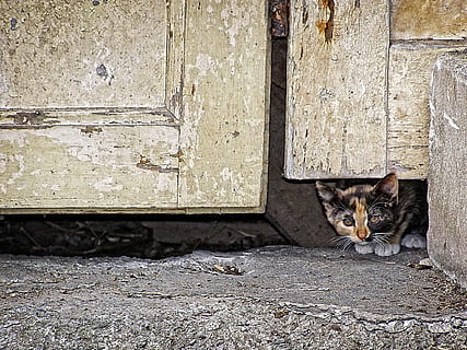 kæledyr, baggrund, tapet, kat, dyr, dør, killing, vagteren, indenlandske kat, et dyr, husdyr, dyre temaer, feline, pattedyr, indenlandske, hvirveldyr, ingen mennesker, dag, kigger på kameraet, portræt, bygget struktur, murbygningsfunktion, sidder, lempelse, arkitektur, bakkenbart, 1080P, CC0, offentligt domæne, royaltyfrie