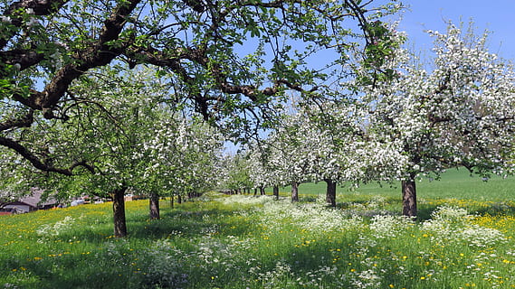 Landschaftsfotografie, Bäume, Blau, Ruhe, Himmel, Frühling, Kirschbäume, blühen, Blumen, Kirschblüten, Wiese, Natur, Landschaft, Gras, Idylle, Pflanze, Baum, Wachstum, Blume, Schönheit in der Natur, blühende Pflanze, Tag, Frische, grüne Farbe, Feld, Zerbrechlichkeit, keine Leute, Land, Ast, Apfelbaum, draußen, Kirschblüte, 4K, CC0, gemeinfrei, lizenzfrei