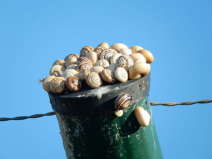 caracóis tomando, o sol, postar, natureza, céu limpo, céu, ninguém, azul, dia, fechar-se, Comida, comida e bebida, visão de baixo ângulo, metal, frescura, ao ar livre, luz solar, focar em primeiro plano, madeira - material, ensolarado, molusco, copie o espaço, porca - comida, 1080P, CC0, domínio público, royalty free