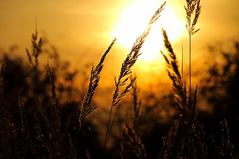 silhuet af græs, sol, solnedgang, sort, græs, glitter, tusmørke, aften, natur, landbrug, korn plante, vækst, gård, afgrøde, landlige scene, guldfarvet, Mark, plante, himmel, landskab, sollys, skønhed i naturen, tæt på, ingen mennesker, hvede, jord, miljø, sommer, udendørs, organisk, lyse, 5K, CC0, offentligt domæne, royaltyfrie