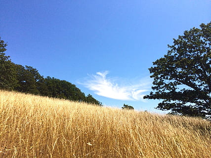 meadow, field, cloud, grass, tree, low, blue, sky, landscape, nature, summer, wispy, country, plant, tranquility, growth, tranquil scene, land, beauty in nature, agriculture, cloud - sky, scenics - nature, environment, day, crop, rural scene, no people, outdoors, plantation, 2K, CC0, public domain, royalty free