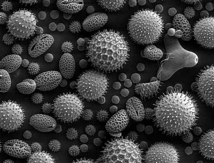 fotografia en escala de grisos, corals, pol·len, microscopi, microscopi electrònic, escanejar, plantes, gran grup d'objectes, biologia, ampliació, microbiologia, ciència, bacteri, salut i medicina, marc complet, cap gent, fons, tridimensional, virus, condició mèdica, malaltia, bioquímica, naturalesa, bellesa a la natura, abundància, biotecnologia, recerca genètica, 1080P