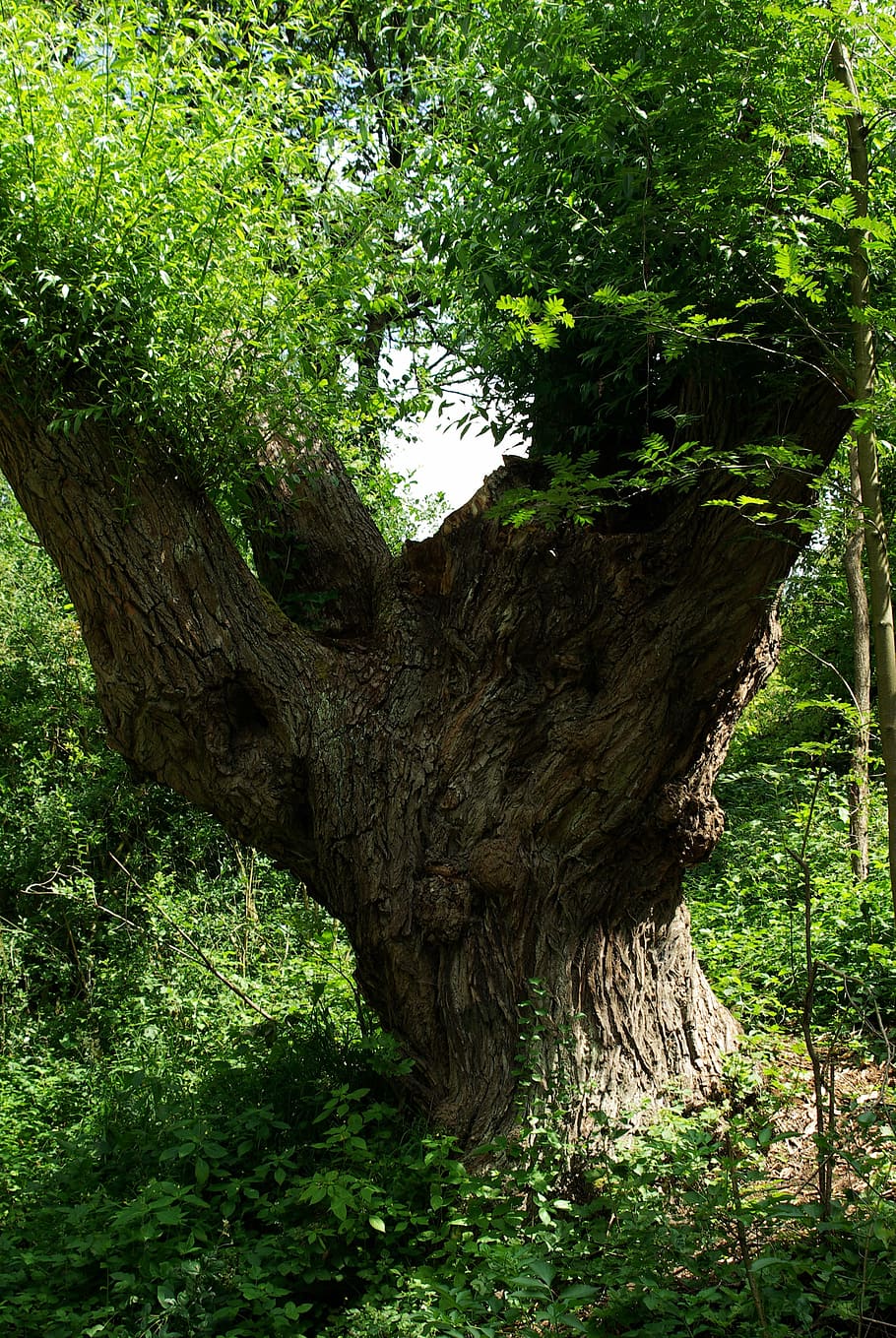 albero, vecchio, tronco d'albero naturale, foresta, vecchio albero, pianta, crescita, tronco d'albero, colore verde, natura, tronco, giorno, nessuno, terra, la tranquillità, bellezza nella natura, abbaiare, ramo, all'aperto, erba, scena tranquilla, parte vegetale, luce del sole, 4K