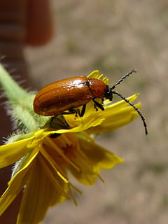 billen, bille, Diptera, orange, appelsinbille, mælkebøtte, antenner, insekt, et dyr, dyreliv, dyre temaer, tæt på, dyr i naturen, hvirvelløse, blomst, blomstrende plante, dyr, skønhed i naturen, plante, sårbarhed, skrøbelighed, friskhed, gul, natur, fokus på forgrunden, dag, blomsterhoved, ingen mennesker, udendørs, bestøvning, pollen, 2K, CC0, offentligt domæne, royaltyfrie