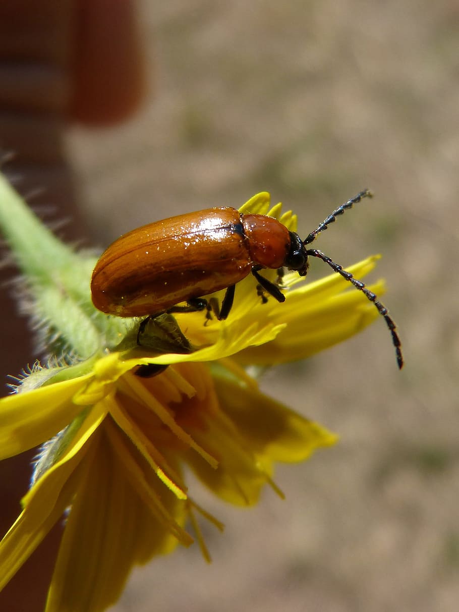 weevil, brouk, diptera, oranžový, oranžový brouk, pampeliška, antény, hmyz, jednoho zvířete, zvířat, detail, zvířata ve volné přírodě, bezobratlý, květ, kvetoucí rostlina, zvíře, krása v přírodě, rostlina, zranitelnost, křehkost, svěžest, žlutá, Příroda, zaměřit se na popředí, den, květu hlavy, nikdo, venku, opylování, pyl, 2K