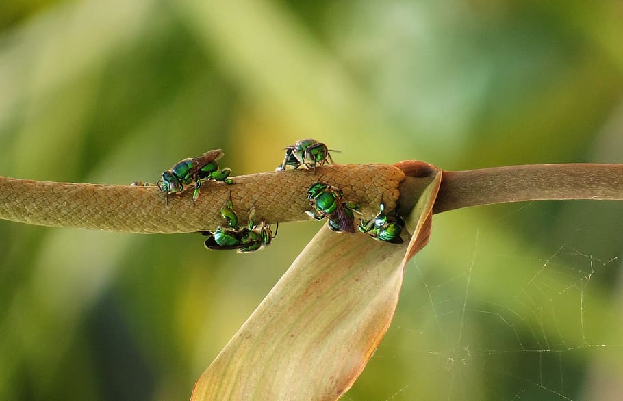 macro, insectes, abella, naturalesa, armenia, temes d'animals, fauna animal, animal, animals a la natura, un animal, invertebrat, primer pla, centrar-se en primer pla, insecte, cap gent, planta, dia, vertebrats, color verd, a l'aire lliure, branca, arbre, bellesa a la natura, petit, 5K