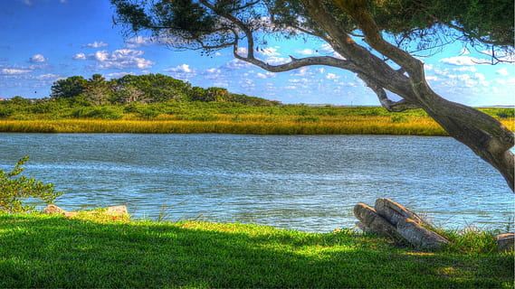 Tree, Water, Inlet, River, intracoastal, island, green, grass, nature, lake, scenics, plant, green color, tranquility, tranquil scene, beauty in nature, no people, day, scenics - nature, growth, trunk, tree trunk, land, non-urban scene, beach, outdoors, 1080P, CC0, public domain, royalty free