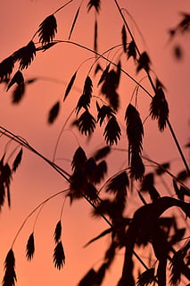 iarbă, lumina din spate, dispozitie, fundal, soare, natură, ierburi, Closeups, lichtspiel, toamnă, apus de soare, Halme, plantă, siluetă, cer, nici o persoana, frumusețe în natură, culoare portocalie, liniște, creştere, amurg, a închide, să se concentreze asupra primelor elemente, scenice - natura, vedere unghiulară joasă, în aer liber, selectiv, nor - cer, o scenă liniștită, cablu, 5K, CC0, domeniu public, fără drepturi de autor