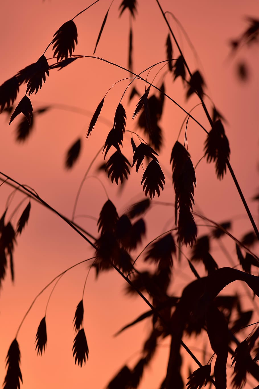 herba, llum de fons, humor, fons, sol, naturalesa, herbes, primers plànols, lichtspiel, tardor, posta de sol, halme, planta, silueta, cel, cap gent, bellesa a la natura, color taronja, tranquil·litat, creixement, vespre, primer pla, centrar-se en primer pla, escenics - natura, vista d’angle baix, a l'aire lliure, enfocament selectiu, núvol - cel, escena tranquil·la, cable, 5K
