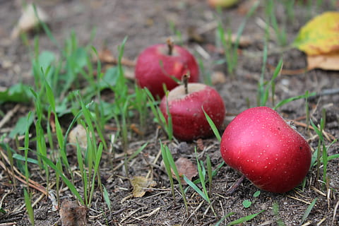 inesperat, poma, vermell, compost, menjar i beguda, menjar, fruita, frescor, alimentació saludable, planta, benestar, cap gent, naturalesa, dia, camp, terra, fruita de poma, primer pla, herba, centrar-se en primer pla, a l'aire lliure, enfocament selectiu, creixement, madur, 5K, CC0, domini públic, lliure de regalies