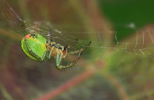melone, ragno, Rete, natura, ragno di melone, vicino, ragnatela, insetto, macro, macrofotografia, filo di seta, animali, fauna, colore, mondo animale, animale, verde, aracnofobia, temi animali, animali allo stato selvatico, un animale, invertebrato, avvicinamento, fauna selvatica, fragilità, aracnide, artropodo, concentrarsi sulle conoscenze acquisite, vulnerabilità, messa a fuoco selettiva, sopravvivenza, parte del corpo animale, gamba animale, nessuno, all'aperto, web, 2K, CC0, dominio pubblico, privo di copyright