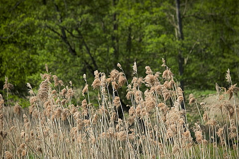 pavasaris, Sedge, žolė, spiglys, žolės, pobūdį, žolės peiliai, pievos, miškas, lauke, kraštovaizdį, poilsio, nendrės, upė, augalų, augimą, žemės, grožis gamtoje, dieną, sutelkti dėmesį į naujas žinias, ramybė, nėra žmonių, medis, žalia spalva, ramioje scenoje, gėlė, Iš arti, vaizdai - gamta, atrankinis dėmesys, 5K, CC0, Viešasis domenas, nemokamai