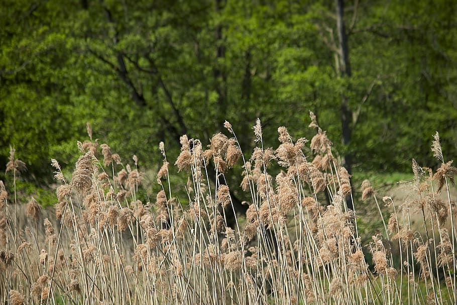 primavera, cargols, herba, Espiga, herbes, naturalesa, fulles d'herba, prat, bosc, camp, paisatge, descans, canya, riu, planta, creixement, terra, bellesa a la natura, dia, centrar-se en primer pla, tranquil·litat, cap gent, arbre, color verd, a l'aire lliure, escena tranquil·la, flor, primer pla, escenics - natura, enfocament selectiu, 5K