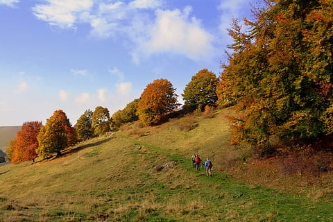 escursione, alberi, autunno, pista, montagna, il percorso europeo, e5, Lessinia, Italia, pianta, cielo, bellezza nella natura, attività di svago, albero, persone reali, natura, stili di vita, scena non urbana, scenics - natura, giorno, nuvola - cielo, gruppo di persone, a piedi, uomini, escursioni a piedi, attività, persone, modificare, all'aperto, 5K, CC0, dominio pubblico, privo di copyright