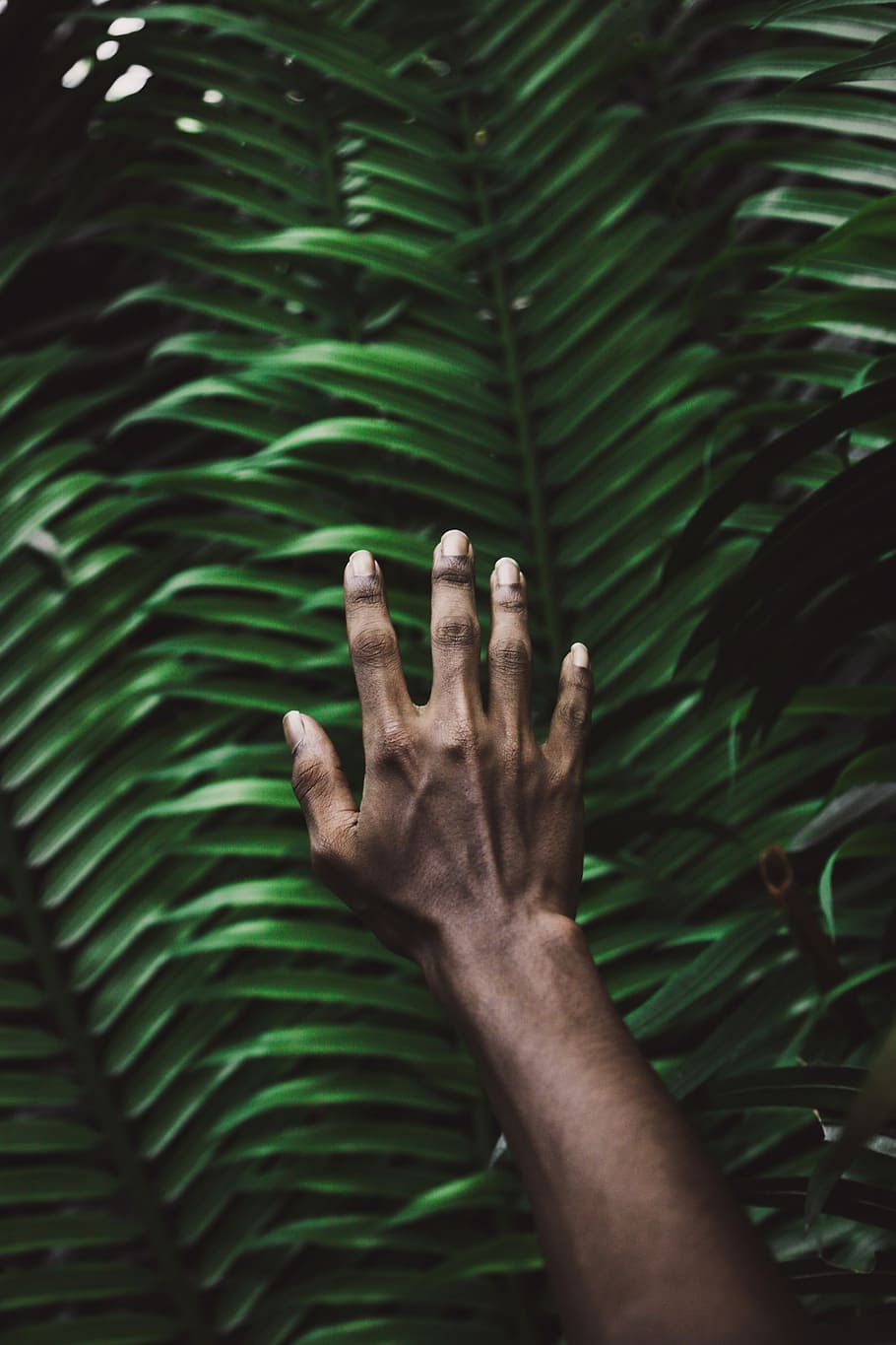 direito da pessoa, certo, humano, mão, verde, sai, seletivo, fotografia de foco, folha, plantar, chegando, samambaia, mão humana, parte do corpo humano, uma pessoa, pessoas reais, cor verde, perspectiva pessoal, dedo, dedo humano, crescimento, parte do corpo, estilos de vida, pessoa irreconhecível, árvore, natureza, dia, atividade de lazer, ao ar livre, membro humano, folha de palmeira, 5K