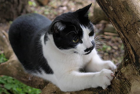 gato, animal, rascarse, temas de animales, mamífero, un animal, árbol, mascotas, nacional, animales domesticos, centrarse en primer plano, nadie, planta, vertebrado, día, el color blanco, felino, naturaleza, tronco de arbol, mirando, de cerca, bigotes, 2K, CC0, dominio público, libre de derechos