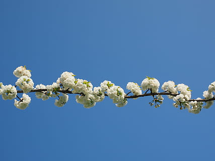 fiore di ciliegio, bianca, ciliegia, primavera, fiorire, fioritura, fiore bianco, albero, rami di fiori, herrlich, traboccante, lussureggiante, Blütenmeer, albero dei fiori, giorno d'estate, giorno soleggiato, cielo, blu, cielo sereno, bellezza nella natura, pianta, natura, freschezza, nessuno, pianta fiorita, fiore, crescita, fragilità, giorno, copia spazio, Inquadratura dal basso, Colore bianco, vulnerabilità, all'aperto, un mazzo di fiori, 4K, CC0, dominio pubblico, privo di copyright