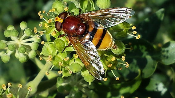 hoverfly, insecte, polinització, espolvorear, nèctar, naturalesa, ingesta d'aliments, animal, temes d'animals, invertebrat, fauna animal, animals a la natura, primer pla, part de la planta, full, un animal, planta, cap gent, color verd, bellesa a la natura, centrar-se en primer pla, ala dels animals, dia, a l'aire lliure, 4K, CC0, domini públic, lliure de regalies