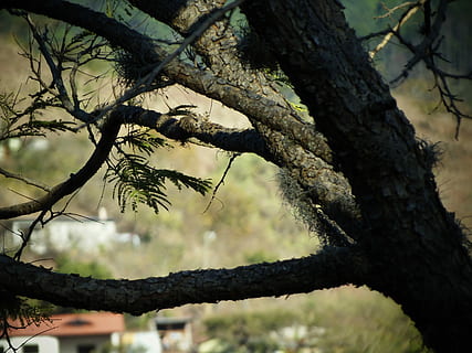 Baum, Wald, Landschaft, Natur, Bäume, Park, Baumstamm, Ast, keine Leute, draußen, Tag, Pflanze, Kofferraum, Fokus auf den Vordergrund, Wachstum, Flachwinkelansicht, kahler Baum, Schönheit in der Natur, selektiver Fokus, Nahansicht, Ruhe, Sonnenlicht, Zweig, Flechte, 4K, CC0, gemeinfrei, lizenzfrei