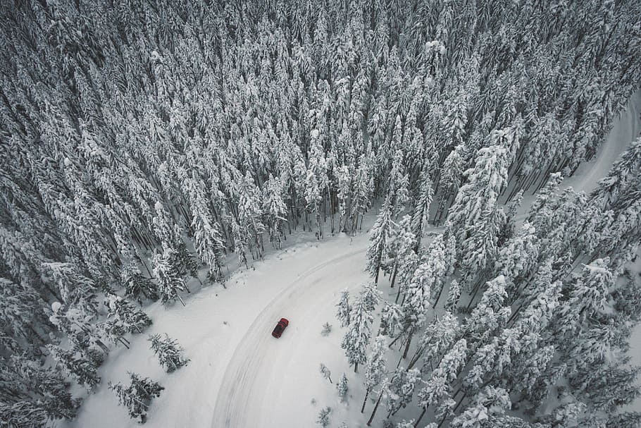 ocell, foto de vista d'ulls, vermell, cotxe, corb, carretera, envoltat, arbres, neu, hivern, blanc, fred, temps, gel, plantes, naturalesa, viatjar, aventura, vehicle, transport, boscos, bosc, temperatura de fred, dia, a l'aire lliure, corba, cap gent, muntanya, arbre, planta, terra, bellesa a la natura, esport, vista d’angle alt, escenics - natura, medi ambient, esport d'hivern, clima extrem, nevar, arbre de coníferes, vent de neu, muntanya nevada, 4K