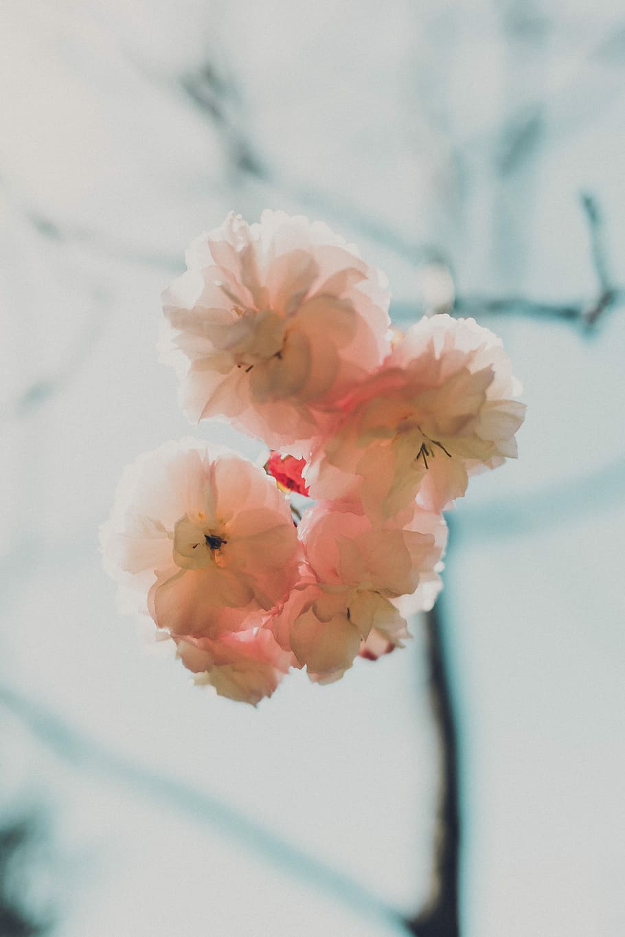 bílý, multi-petaled květiny, makro snímek, růžový, třešeň, květy, detailní, fotografie, květ, strom, jaro, okvětní lístky, Příroda, venku, zahrada, pupen, čerstvý, světlo, otevřeno, pučící, kvetoucí rostlina, rostlina, křehkost, zranitelnost, svěžest, krása v přírodě, okvětní lístek, detail, růžová barva, květu hlavy, květenství, nikdo, zaměřit se na popředí, růst, selektivní zaměření, den, pyl, Třešňový květ, 4K