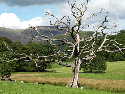 grey, dead, tree, green, brown, grass field, mountains, cloudy, sky, daytime, dead tree, grass, field, green mountains, lightning, environment, greenery, landscape, nature, no people, cloud - sky, day, plant, beauty in nature, tranquility, scenics - nature, tranquil scene, land, growth, green color, non-urban scene, mountain, outdoors, 720P, CC0, public domain, royalty free