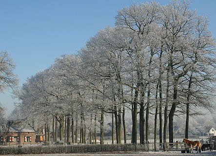 inverno, Soest, alberi, la neve, sibilo, natura, bianca, freddo, foresta, albero, pianta, albero nudo, cielo, giorno, esterno dell'edificio, ramo, bellezza nella natura, nessuno, architettura, terra, cielo sereno, crescita, struttura costruita, all'aperto, paesaggio, tronco d'albero, tronco, campo, treelined, 1080P, CC0, dominio pubblico, privo di copyright
