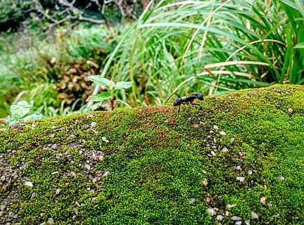 formiga, molsa, macro, error, insecte, naturalesa, exuberant, vibrant, vegetació, sòl, verd, bosc, fauna, flora, formica, caminar, criatura, petit, vida salvatge, fauna animal, temes d'animals, animals a la natura, animal, un animal, planta, color verd, creixement, cap gent, dia, invertebrat, enfocament selectiu, terra, a l'aire lliure, vertebrats, part de la planta, full, 2K, CC0, domini públic, lliure de regalies