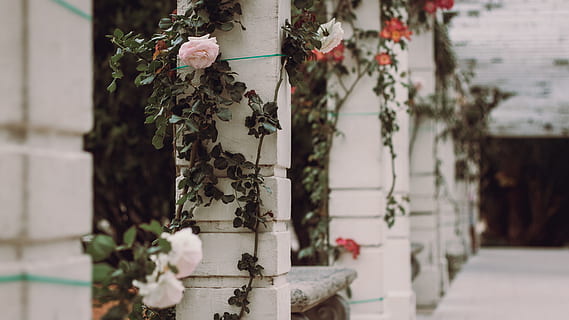hvid, petaled roser, beton, søjle, selektiv, fokus foto, blomstrede blomster, grøn, vinstokke, dagtimerne, rose vin, kolonne, struktur, bygning, arkitektur, kulturer, udendørs, dag, fokus på forgrunden, bygget struktur, ingen mennesker, plante, natur, tæt på, hængende, selektiv fokusering, vækst, blomst, blomstrende plante, vedbend, træstamme, dekoration, bundet op, sikkerhed, creeper plante, lichen, blomstermønster, 4K, CC0, offentligt domæne, royaltyfrie