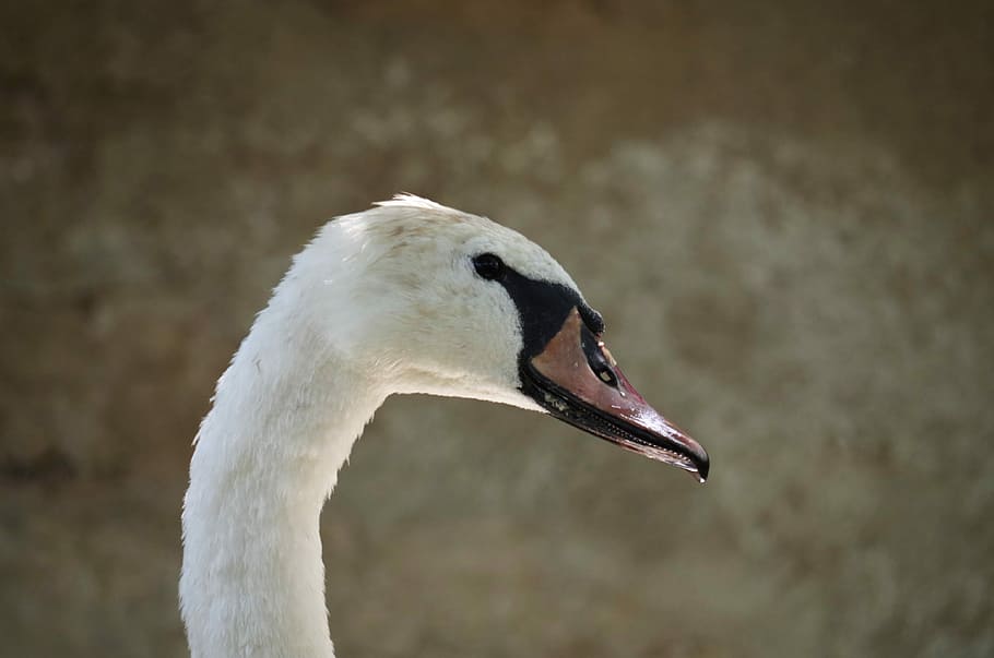 cigno, uccello, bianca, acquoso, piume, becco, un animale, animali allo stato selvatico, temi animali, fauna selvatica, animale, vertebrato, parte del corpo animale, concentrarsi sulle conoscenze acquisite, avvicinamento, nessuno, giorno, testa di animale, natura, Colore bianco, vista laterale, collo animale, uccello acquatico, vista profilo, occhio animale, 4K